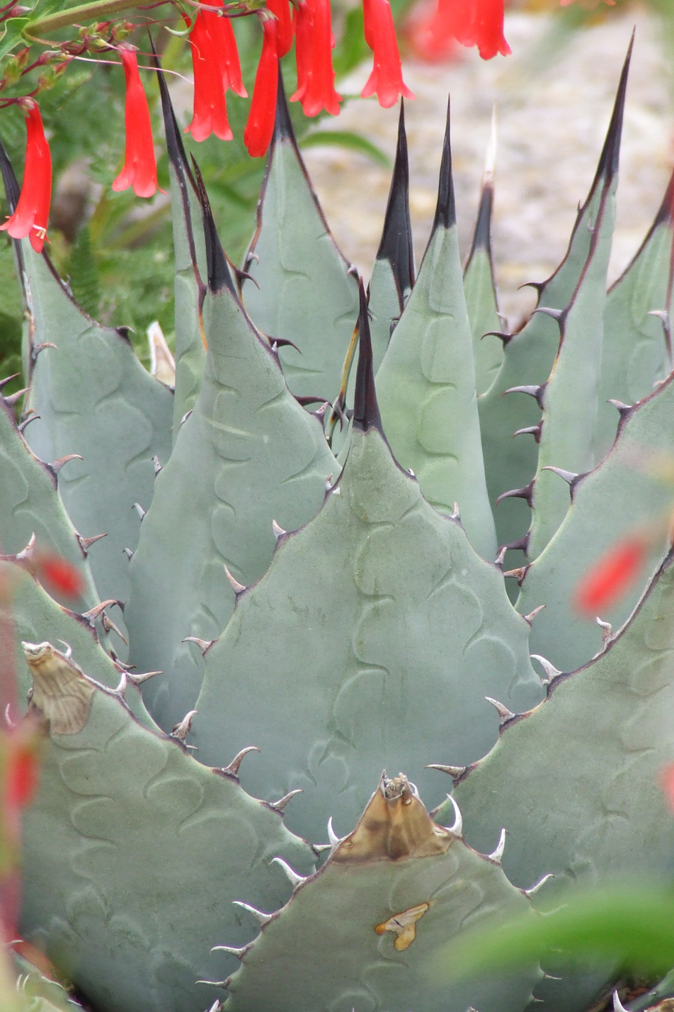 Colorado Springs Utilities Xeriscaping - Parry's Agave